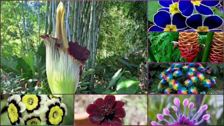 Dunyada En Nadir Bulunan 14 Cicek