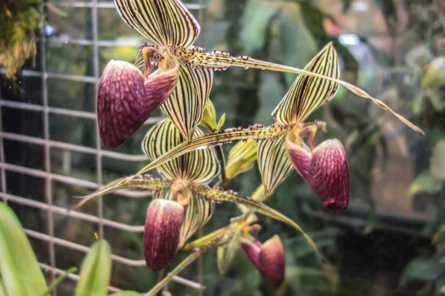 Terlik Orkide